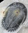 Prone Hollardops Trilobite - Excellent Prep #40127-2